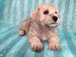 Male Schnoodle for sale Ready Now September 2012